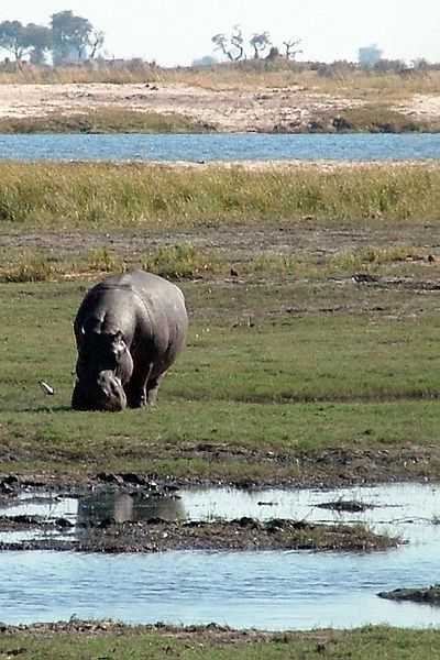 Happy Hopping Hippos Hop Happily Quiz 10 Questions