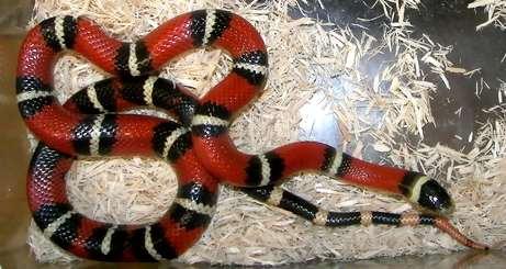 Coral snake