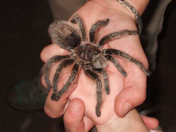 Arachnophobia Quiz | 10 Questions | Author nautilator Arachnophobia Quiz | 10 Questions | Author nautilator