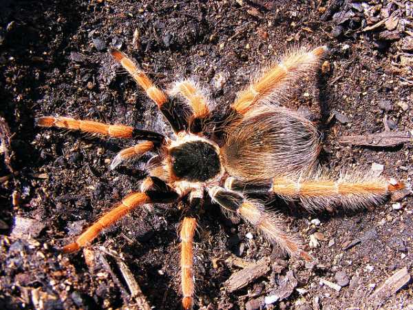 Arachnophobia Quiz | 10 Questions | Author nautilator Arachnophobia Quiz | 10 Questions | Author nautilator