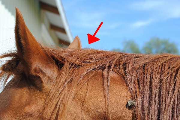 A Visual Guide to External Horse Anatomy Quiz | 10 Questions
