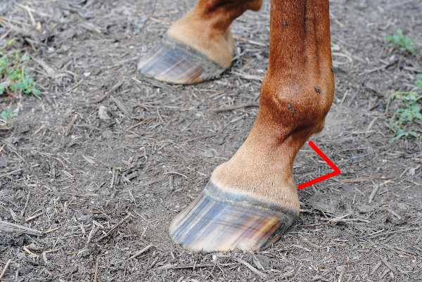 A Visual Guide to External Horse Anatomy Quiz | 10 Questions