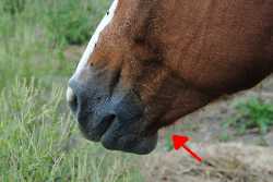 A Visual Guide to External Horse Anatomy Quiz | 10 Questions