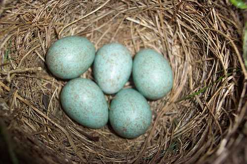 What Egg is That? Quiz | 10 Questions