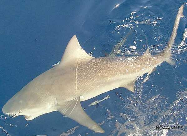 Shark out of water forex