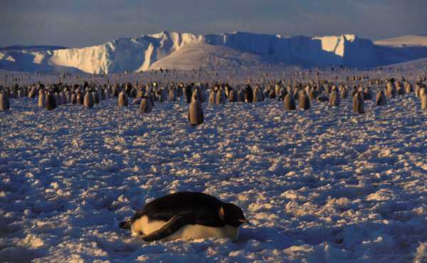 Emperor Penguins Are Phenomenal! Quiz | 10 Questions