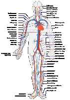 Systems of the Human Body Quiz | 10 Questions