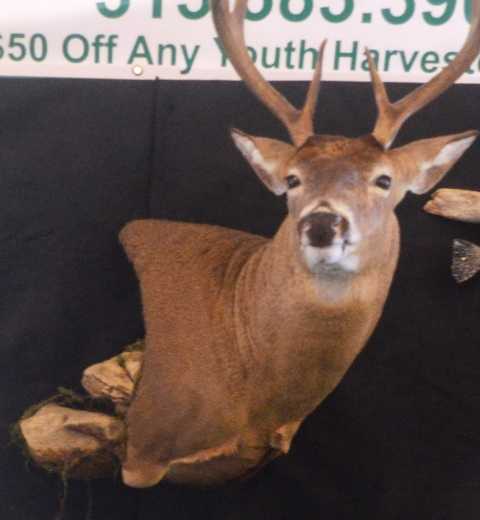 Name That Animal Quiz | 10 Questions