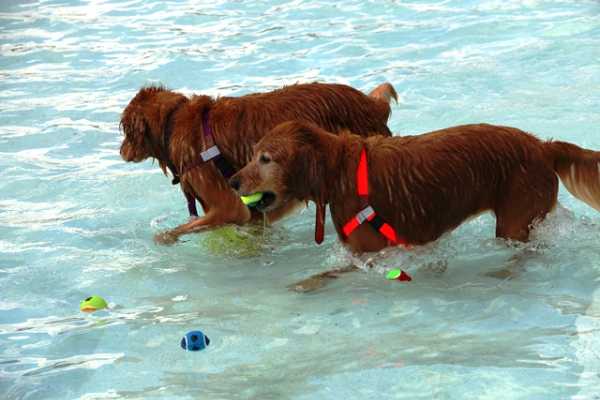 Name That Animal Quiz | 10 Questions