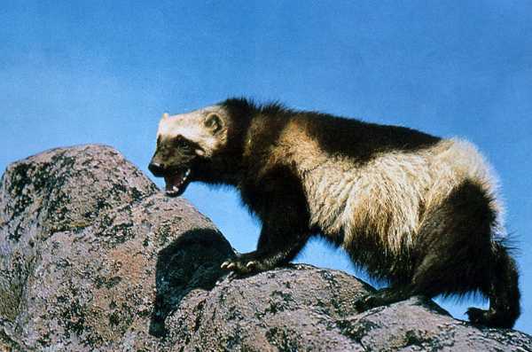 Mammals Starting With W Quiz 10 Questions
