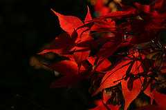 Red Trivia Quizzes