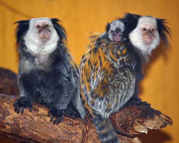 Monkey Business Trivia Quiz 10 Questions