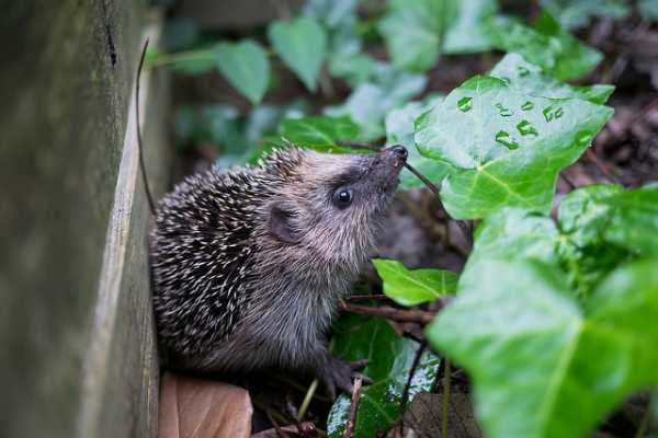 The Happy Hedgehog Quiz 10 Questions