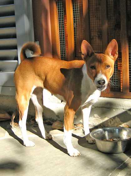 How Well Do You Know Your Dog Breeds Quiz 10 Questions
