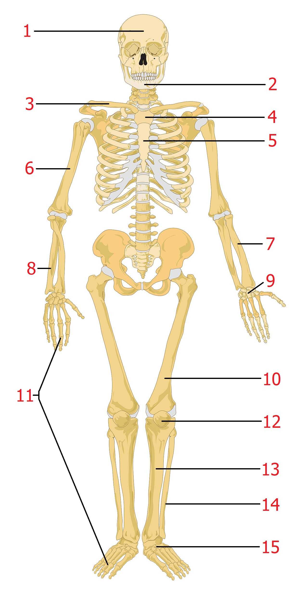 Human Skeletal System Quiz