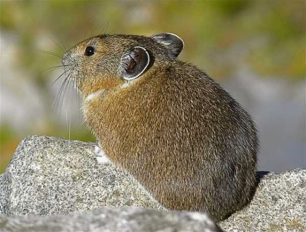 Locate a Lucky Lagomorph Limb Quiz | 10 Questions