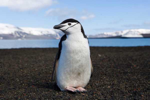Penguins Of The World Quiz 10 Questions