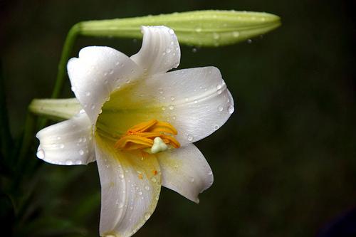 A World Of Flowers Quiz 10 Questions