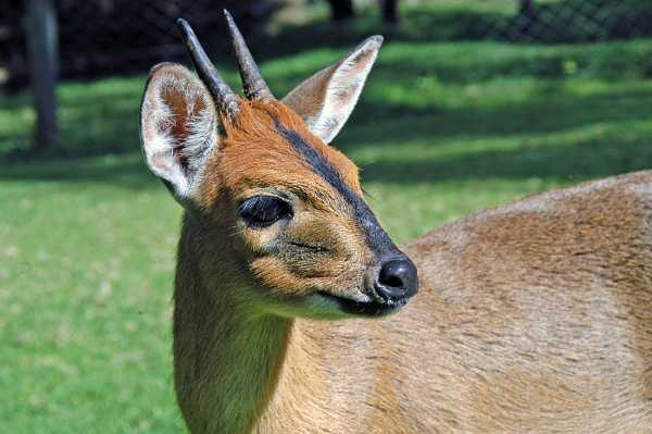 Mammals Starting With D Quiz 10 Questions