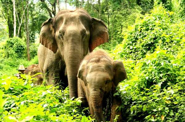 Animals of the Jungle Quiz | 10 Questions