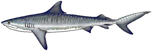Sharks Trivia Quizzes Animal Trivia