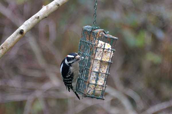 Choosing A Bird Feeder Quiz 10 Questions