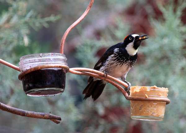 Choosing A Bird Feeder Quiz 10 Questions